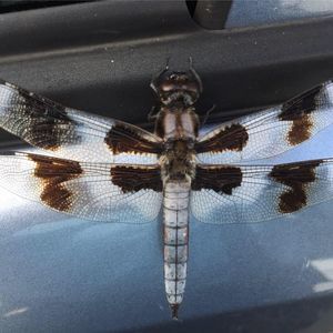 Meet your Posher, Jolene